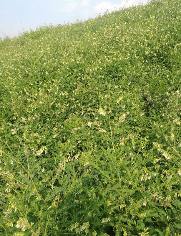 Graisse de abaissement de sang de la racine 0.5-1% d'astragale de glucoside de Brown Calycosin 7 O bêta D