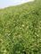 Medical Astragalus Root Powder 98+% Astragaloside 4 Natural Telomerase Activator